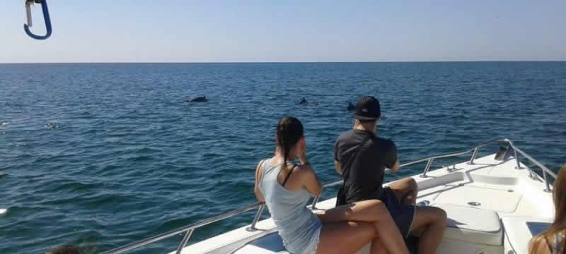Dolphin Watching
