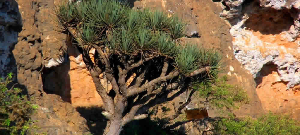 Dragon Tree Jebel Samhan